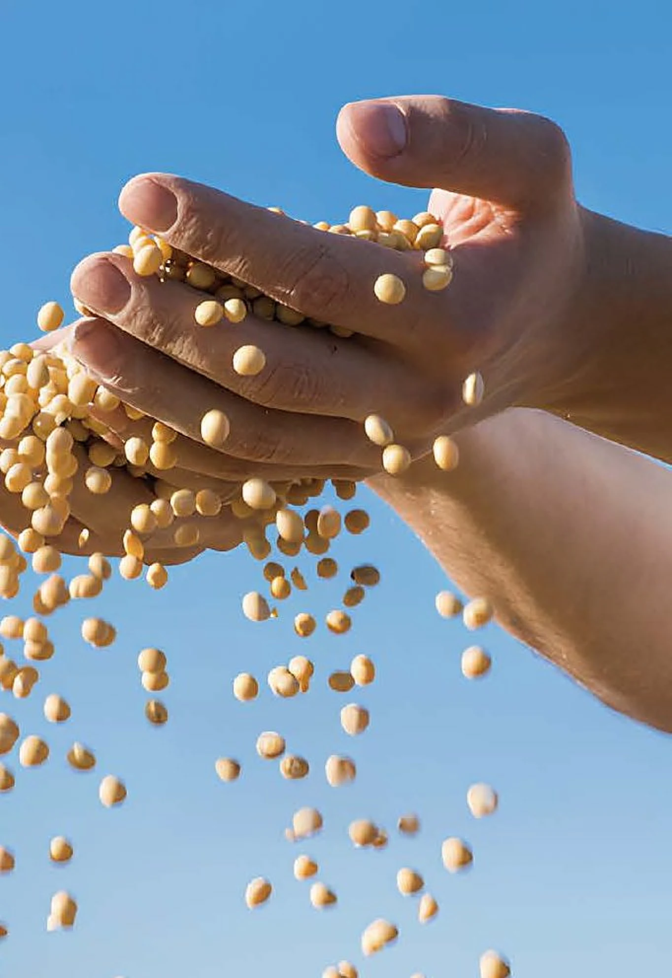Non-GMO IP soybeans from the US and Canada